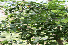 Bauhinia racemosa